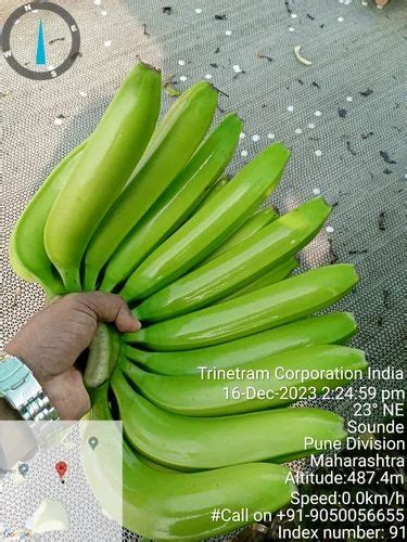 A Grade Solapur Maharashtra G9 Cavendish Banana For Export Packaging