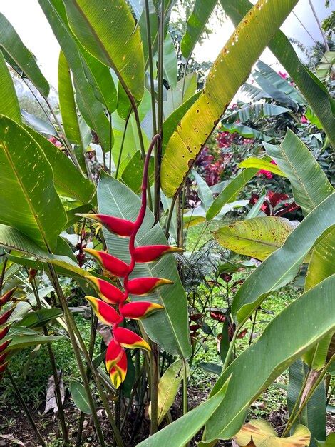 Flora O Heliconia Rostrata Est Na Estufa Plantas Efeito De Estufa