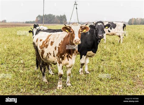 Cow Are Red And White Color Grazing In A Meadow With Green Grass