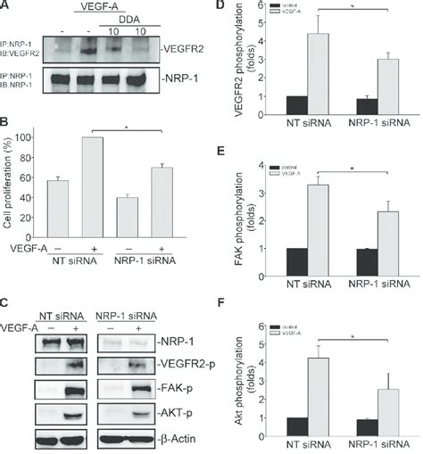 Dda Disrupted Vegfr2 And Nrp 1 Interaction A Cells Were Pretreated