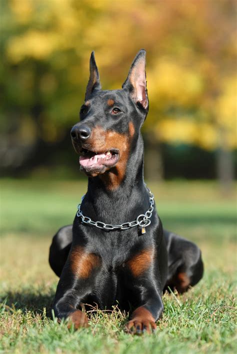 Aggressive Dog Breeds | Dogspot.in