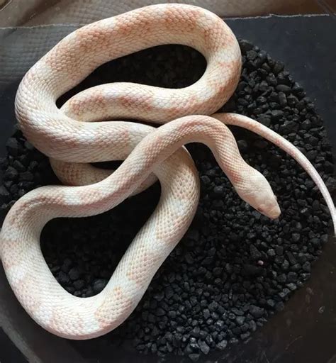 Cinder Corn Snake Traits Morphpedia