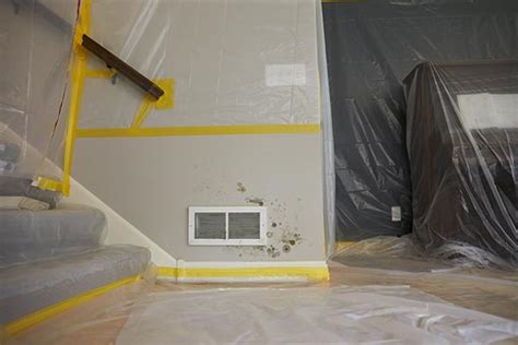 Florida Mold Removal Mold Damage Restoration Servicemaster