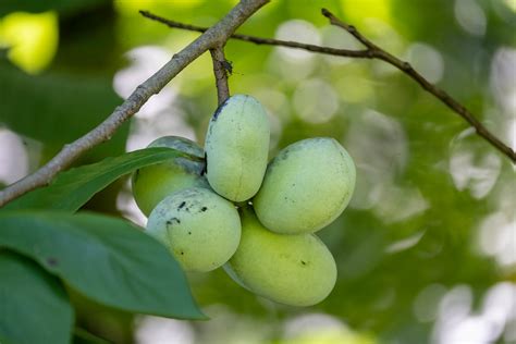 Tasty Asimina Triloba The American Papaw Pawpaw Paw Paw Flickr