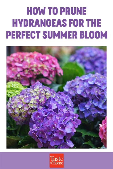 Learn How To Prune Hydrangeas With These Pro Tips Planting Hydrangeas