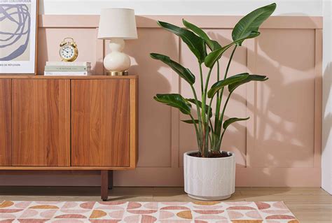 how to care for a birds of paradise plant 3