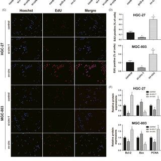 Circserpine Promotes Cell Proliferation In The Gc Cells A And B