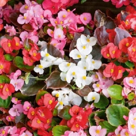 Begonia Ambassador Mix Flower Seeds Annual 30 Etsy