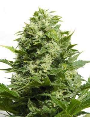 Cheese Seeds - Strain Review | Grow-Marijuana.com