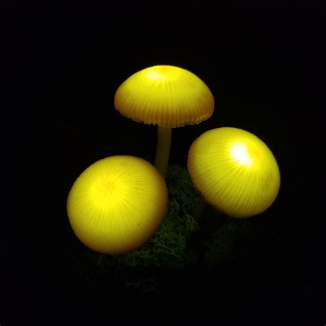 Mushroom Lamp Mushrooms Night Light Fungi LED Glowing In The Etsy