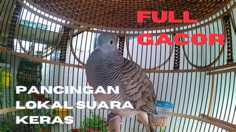 Perkutut Suara Keras Pancingan Lokal Full Gacor YouTube