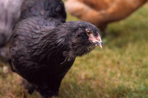 Entdecke Welche H Hner Schwarze Eier Legen Gockelgarten De