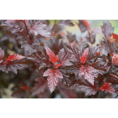 Proven Winners 8 Inch Pw Physocarpus Ginger Wine Shrub The Home Depot