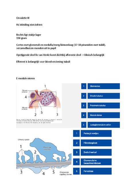 Circulatie Iii Circ Circulatie Iii Hc Inleiding Nierziekten Rechts