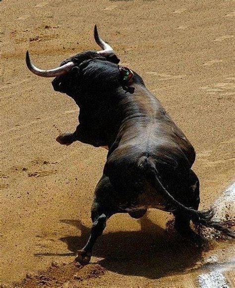 1000+ images about TOROS BRAVOS on Pinterest | Animales, The run and ...