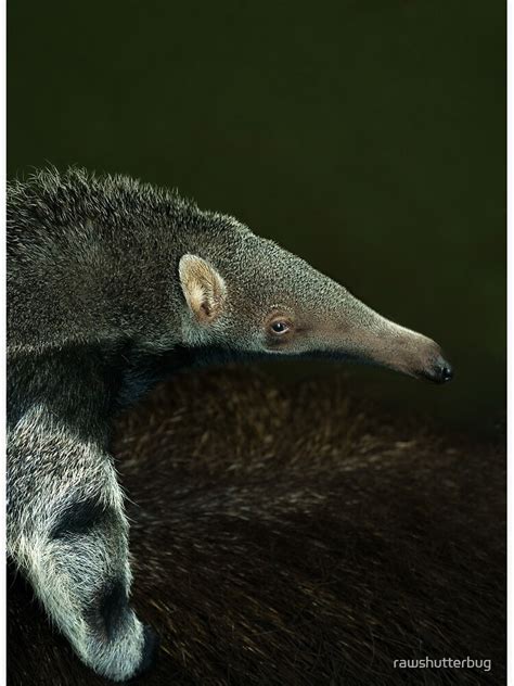 "Giant Anteater Baby" Poster for Sale by rawshutterbug | Redbubble