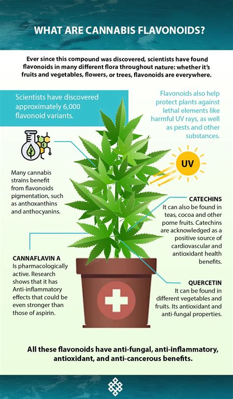 What Are Cannabis Flavonoids Haven