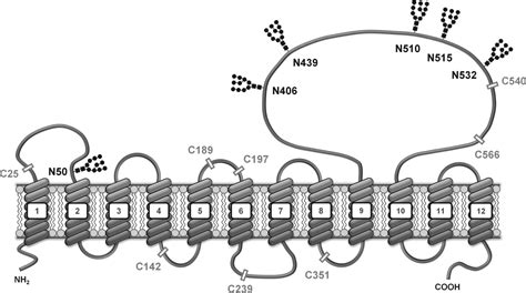 Glycans In The Intestinal Peptide Transporter Pept Contribute To