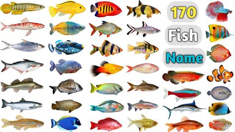 Fish Name Ll 170 Fishes Name In English With Pictures Ll All Fish Name