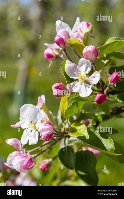 Blüte von einem Apfelbaum malus in weiß und rosa Sachsen Deutschland