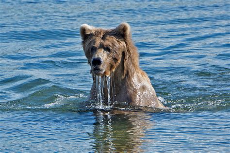 Katmai_Bears_2016__DSC6610 Sow lower river - Bonnie Flamer Photography | Bonnie Flamer Photography