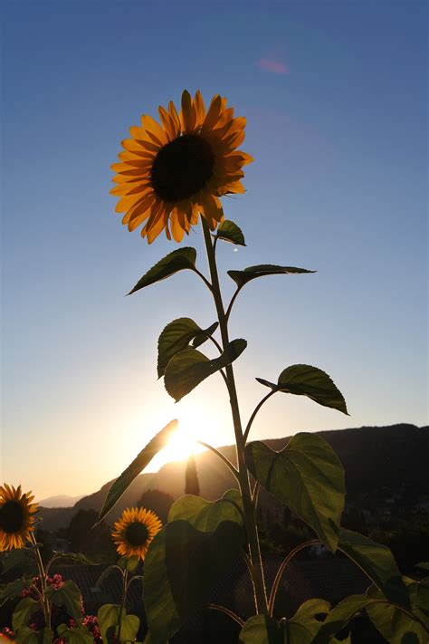 Girasole Al Tramonto Juzaphoto