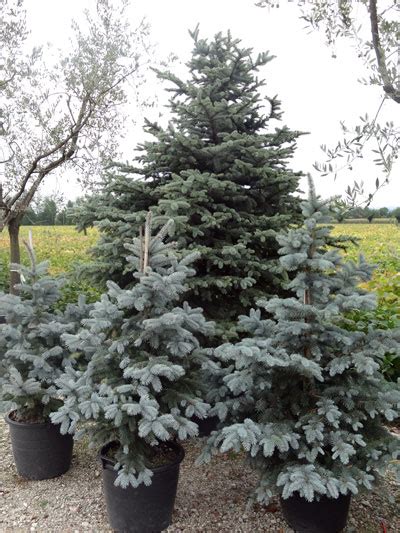 Produzione Abeti Bianchi E Rossi A Treviso Alberi Di Natale Picea