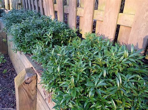 Sarcococca Hookeriana Sarsid1 Fragrant Valley™ Havliscz