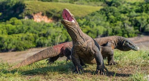 The Komodo Dragon Varanus Komodoensis Raised The Head With Open Mouth