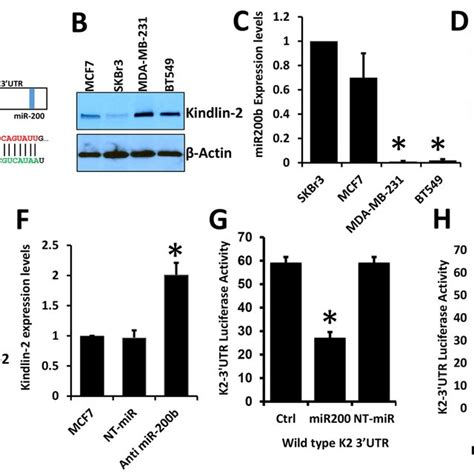 Loss Of Kindlin 2 Inhibits Invadopodia Formation And Degradation Of