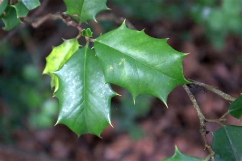 American Holly Ilex Opaca Footsteps In The Forest