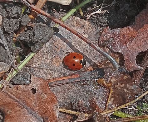 Seven Spotted Lady Beetle From On