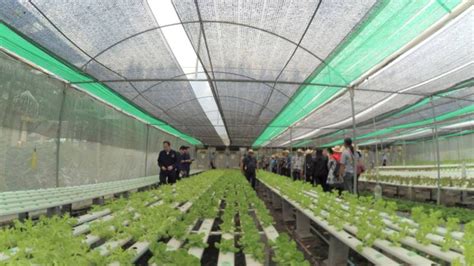 Menengok Teknologi Iot Pada Smart Farming Thailand