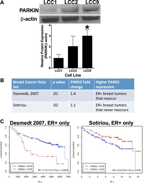 Parkin Expression In ER Breast Cancer A Parkin Protein Levels In