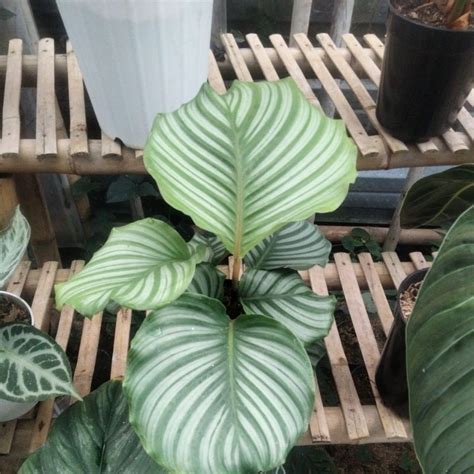 Jual Tanaman Hias Maranta Calathea Orbifolia Shopee Indonesia