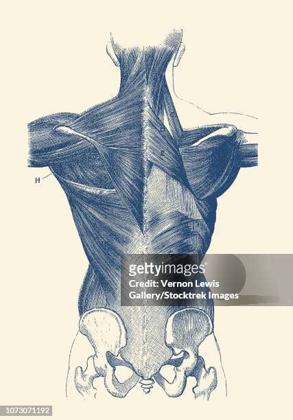 Iliopsoas Muscle Photos and Premium High Res Pictures - Getty Images