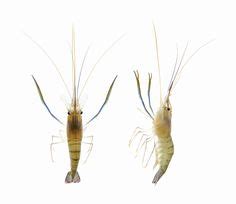 47 Best Freshwater Prawns Ideas Prawn Aquaponics Fish Aquaponics