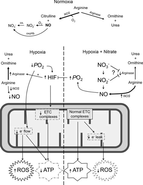 Representation Of The Effects Of Hypoxia On Mitochondrial Atp