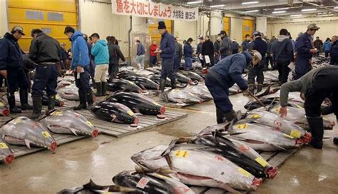 マグロ初競り7420万円 移転延期の築地市場 読んで見フォト 産経フォト