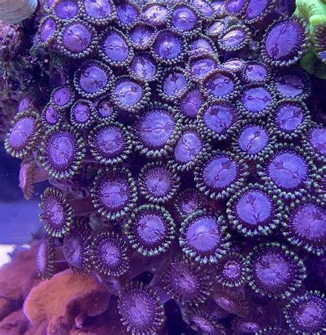 Amazon Coralslover Live Saltwater Coral Frag Purple Space