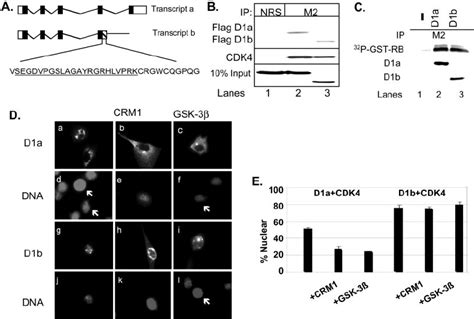 Activation Of Cdk And Nuclear Accumulation Of Cyclin D B Cdk