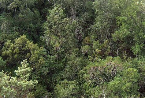 Giornata Internazionale Delle Foreste Coldiretti Cambiamento