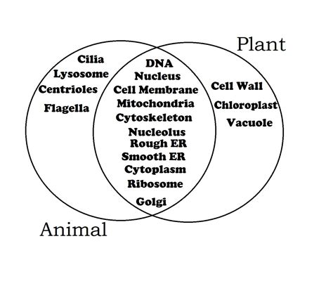 Classifying Cells Venn Diagrams Cell Venn Diagram By Natulez