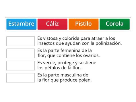 Las Partes De La Flor Ci Tercer Grado Associa O