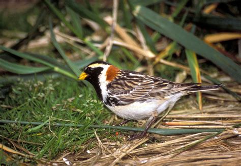 Lapland Longspur "Calcarius lapponicus" | Boreal Songbird Initiative