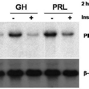 Prl Induces Binding To A Potential Stat Site At To Of The