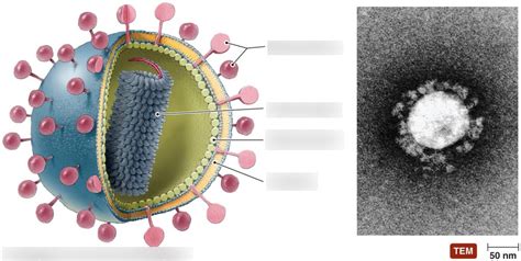 Enveloped Virus Diagram Quizlet