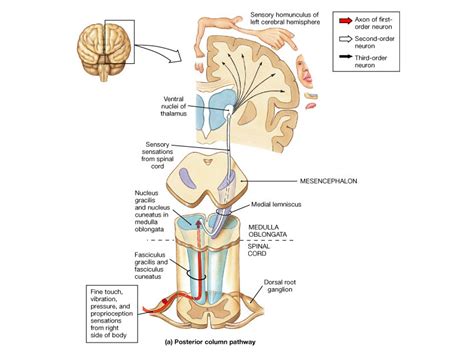 Medical Education for Students: Dorsal Column-Medial Lemniscal System