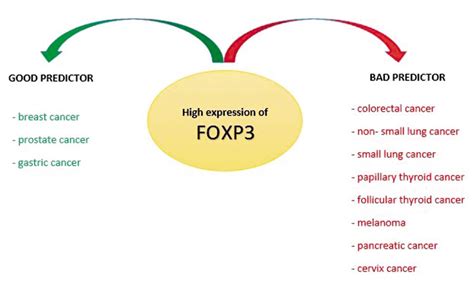 The Role Of Foxp3 In Human Cancers Anticancer Research