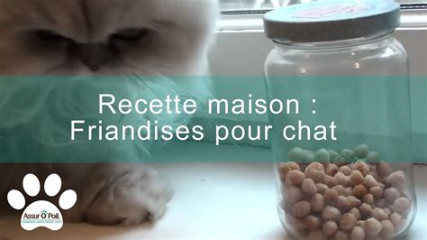 Friandises Pour Chat Assur O Poil Recette Pour Chat YouTube